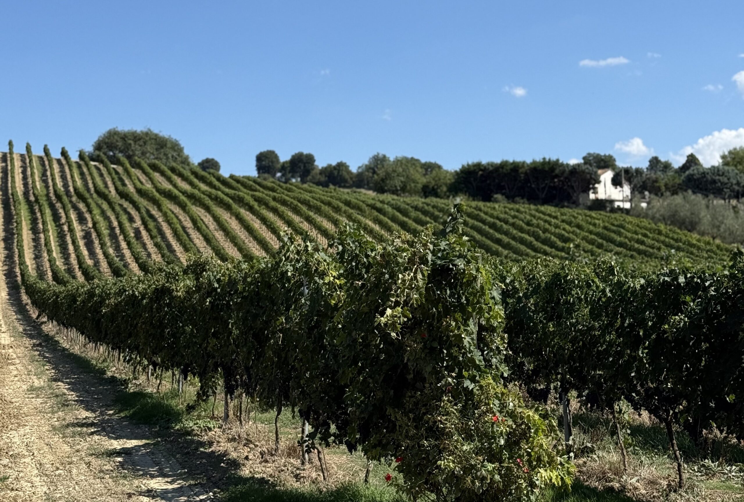 Soggiorno fronte mare e degustazione in cantina